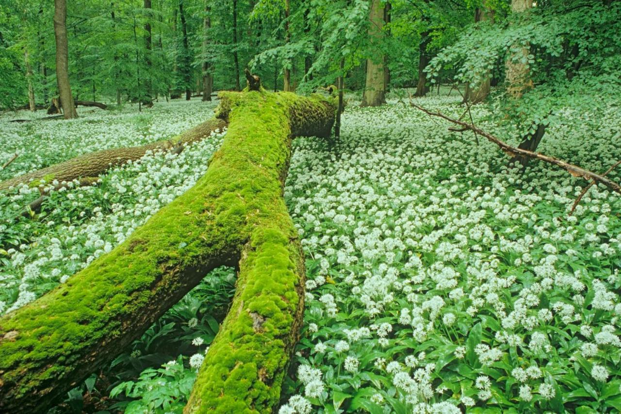 Ferienhaeuser Oberdorla Exteriör bild