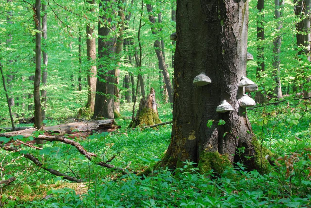 Ferienhaeuser Oberdorla Exteriör bild